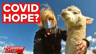 Are alpacas the secret in our war against COVID-19? | A Current Affair