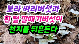 버섯산행,보라싸리,땅느타리가 온 산을 점령하고 있습니다