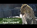 Bringing the Zoo to You: Amur Leopard