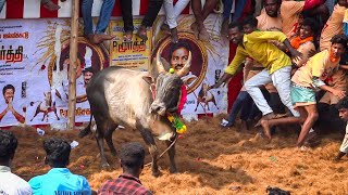 Shakudi Jallikattu 2024 Videos 03 | சக்குடி ஜல்லிக்கட்டு 2024 Videos 03