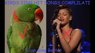 Parrots & Cockatiels Singing Hit Songs FUNNY BIRDS COMPLILATION