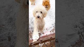 Standard Poodle || @bowsandmeows #shorts