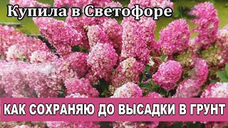 ГОРТЕНЗИИ ИЗ СВЕТОФОРА.КАК СОХРАНЯЮ ДО ВЫСАДКИ В ГРУНТ