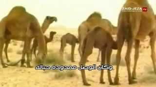 شيلة تذكر اداء صالح الحوالي