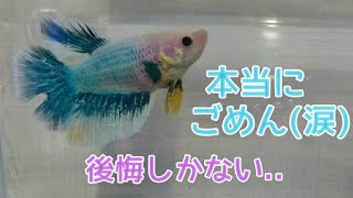 本当にごめん(涙)後悔しかない😢メスベタ(後編)