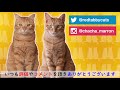 ひげで分かる猫の気持ち4選！切る抜く引っ張るなどしては行けない理由 【tips】 4k