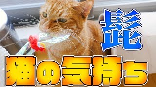 ひげで分かる猫の気持ち4選！切る抜く引っ張るなどしては行けない理由 【Tips】 [4K]