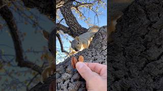 Squirrel Fishing with Baby Shu #animals #games #food #reels #reaction #feed #play #sports #kawaii #7