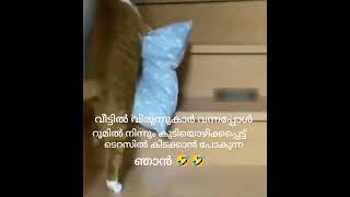 ദൈവമേ എന്റെ ഒരു ഗതികേട്🤣🤣youtube#trending🔥#viral🔥#cat😺#funny🤣#comedy#catvideos#shorts#plz_subscribe