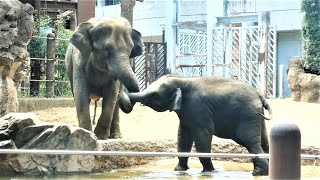 20230803 上野動物園　アジアゾウ①　11時半頃のウタイとアルン　食事中のウタイにおこられるアルン　アルンの吠える声