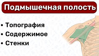 Подмышечная полость: топографическая анатомия верхней конечности, топография подмышечной полости