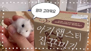 아기햄스터 집 꾸미기🏡 | 햄토피아 언박싱 | 햄테리어 | 햄스터 용품