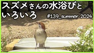 #139「スズメさんの水浴びといろいろ」（Sparrows bathing and more.）summer 2024