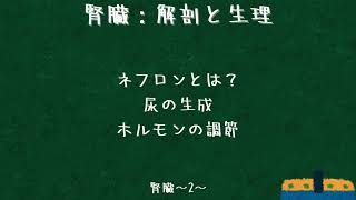 腎臓の解剖と機能：糸球体や尿細管の構造と機能など〜腎臓02〜