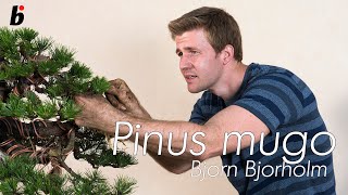 Boring Bonsai  Intro