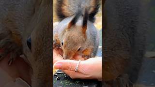 Let's feed and pet the squirrel Fluffy Star