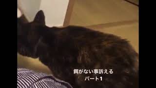 【追悼🌈】サビ猫ひーさんVS次女・ヤキモチ焼きの老猫21歳9ヶ月甲状腺機能亢進症により大声注意