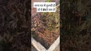 Agar aapke ghar me tulsi ka paudha hai🙏🙏#shortsvideo #shortsfeed#short #please_subscribe_my_channel