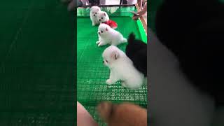 Cute Puppy lovely  Care #short #1690