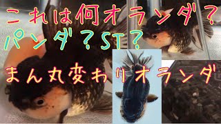 パンダオランダ？ショートテールオランダ？とにかくかわいい変わりオランダをお迎え！【ヤフオクの金魚】