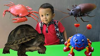 Mainan Kecoa, Laba-Laba, Kura-kura dan Kepiting - Belajar Warna & Berhitung - Animal Toys