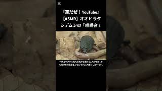 【ASMR】オオヒラタシデムシの「咀嚼音」 #love #クワガタ #stagbeetle #japanesestagbeetle #eating #咀嚼音  #한국어asmr #사마귀 #chew