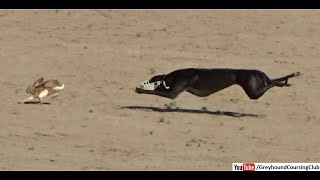 greyhound coursing 2020 | dog race | coursing | racing | wild rabbit