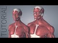 Male and Female Model - Essential Anatomy 5 Tutorial