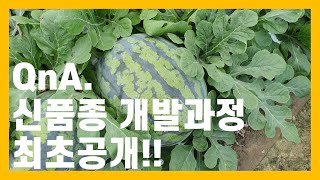 신품종 개발 과정 최초공개! + 2022년도 출시 예정인 수박 신품종 맛보기🍉