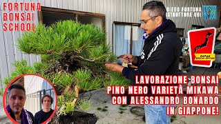 Lavorazione Bonsai. Pino Nero Mikawa con Alessandro Bonardo in Giappone [Japan Special Edition]