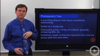 Phylogenetic Tree