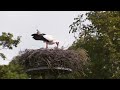 vergeet het romantische beeld van een ooievaarsleven de vogeltrek maakt veel slachtoffers