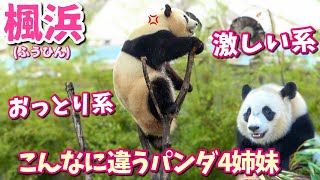 【パンダアイドル楓浜】激しいトンガリ姉妹🐼おっとりツインズこんなに個性的なパンダが揃いました♡性格が出てる〜（笑）