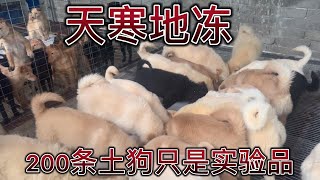 九零后投资肉狗养殖业，誓要3年内在土狗养殖业赚400万（一）