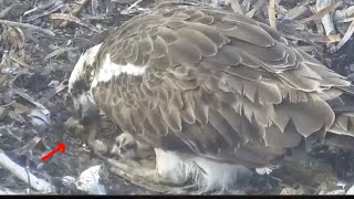 Port L Osprey -10.10.2024 07:24 Mum eats the remains of Comet (chick#2)