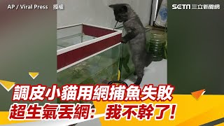 調皮小貓用網捕魚失敗　超生氣丟網：我不幹了！｜三立新聞網 SETN.com