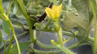 How to increase size and length of watermelon #25-35days schedule #fruit setting