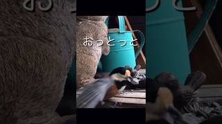 足を踏み外すヤマガラさん　#ヤマガラ #山雀 #野鳥 #野鳥観察 #birds #shorts