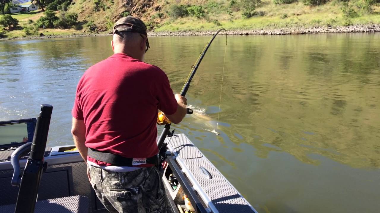 Snake River Sturgeon Fishing- Landed - YouTube