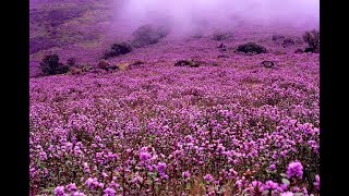 Neelakurunji 2018 Bloom Captured With a Drone