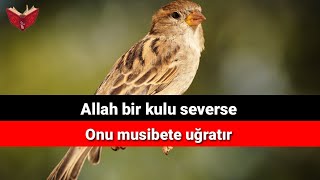 Allah bir kulu severse onu musibete uğratır | İbretlik vaazlar sohbetler