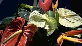 🌻 Toronto Flower Show at the Canada Blooms 2018 🌼💐🌹🌷🏡 (4K)