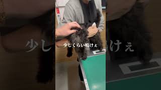 こんなにお利口な犬おる？#犬 #dog #ワクチン