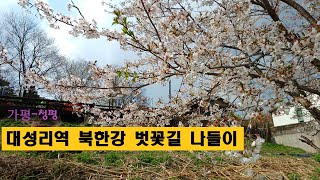 벗꽃길ㅣ대성리역→대성리역 (3.3m)ㅣ북한강 강변길ㅣ강아지 산책