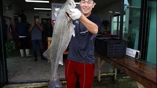 초대형 농어 회 뜨기(따오기) + 농어 마스까와 맛은 어떨까? @giant sea bass sashimi mukbang