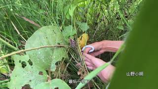 蜂蜜：草丛里的纯野生美食，比巴掌还大的一块,勤奋的结晶