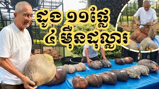 ដូងសមុទ្រទុំ១១ផ្លែ ម្ចាស់សួនវ័យចំណាស់រូបនេះ លក់បានចំណូលជាង ៤ម៉ឺនដុល្លារ