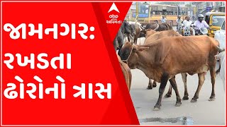 જામનગરમાં રખડતા ઢોરોનો ત્રાસ, કોંગ્રેસનાં મહિલા કોર્પોરેટરે કર્યો અનોખો વિરોધ