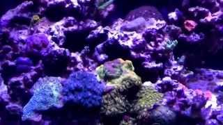 100gal (380L) - Rimless Mixed Reef