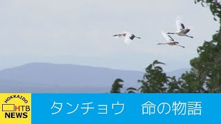 ４年前の懸念が的中　長沼町のタンチョウ　ヒナの成長物語　季節外れの悪天候が招いた命の危機